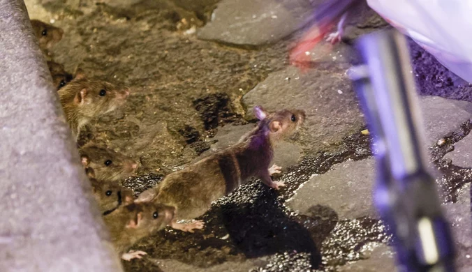 Inwazja szczurów w Szwecji. Władze dużego miasta bezradne