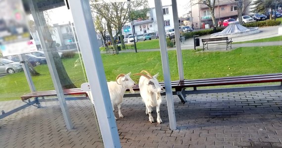 Policjanci z Rozprzy ( Łódzkie) otrzymali nietypową prośbę o interwencję. Na przystanku w centrum miasta stały dwie białe kozy. Funkcjonariusze ustalili właściciela zwierząt, któremu teraz grozi kara grzywny. 