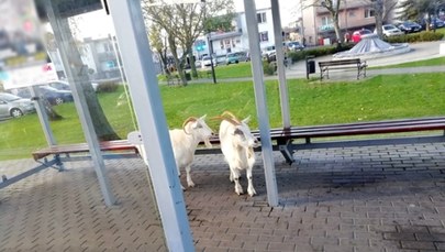 Dwie kozy na przystanku czekały na autobus 