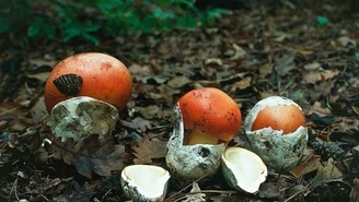 Ten okaz może wrócić do Polski po dziesiątkach lat. Pomogą zmiany klimatu