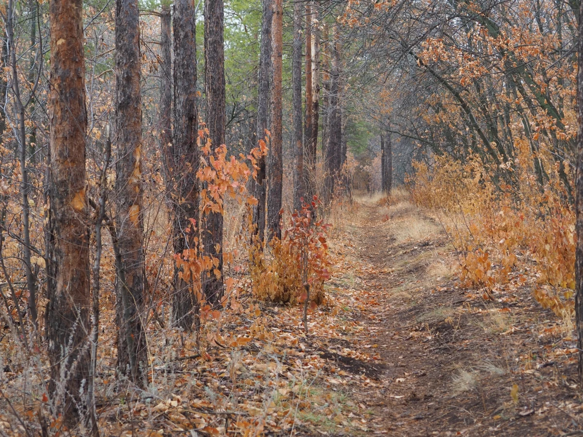Policjanci z Czarnkowa w Wielkopolsce odnaleźli 70-letniego zaginionego grzybiarza, który był uwięziony po pas w błocie. Mężczyzna stracił orientację w terenie i źle się poczuł. Ostatecznie senior trafił do szpitala - poinformowała policja.