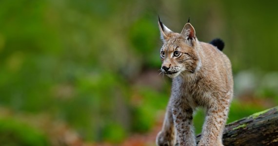 Niecodzienny widok ukazał się w ostatnich dniach mieszkańcom Łodzi. Ulicami miasta spacerował ryś. Łódzkie zoo apeluje, aby nie zbliżać się do zwierzęcia. Jak się okazało, ryś idzie z północy Polski i kieruje się w góry w konkretnym celu. Ma na imię Rejent