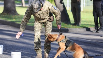 Psy szkolone do wykrywania min przekazano Ukrainie