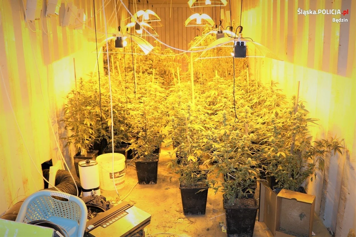 Blisko 400 krzewów konopi indyjskiej i ponad kilogram gotowej już marihuany przejęli policjanci z Będzina, którzy zlikwidowali plantację tej rośliny w okolicach Grodźca. Zatrzymali 45-latka, który prowadził tę uprawę.