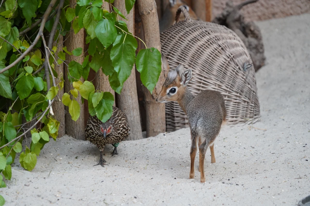 Jest rozmiaru średniej wielkości kota, ma długie i cienkie nogi zakończone kopytami, biały czub na głowie, a ponadto słynie ze swojej płochliwości. We wrocławskim zoo przyszedł na świat dikdik. To potomek Nówki i Bertiego. Jego płeć poznamy niebawem - poinformował ogród.