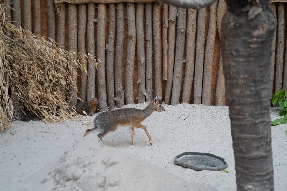 /ZOO Wrocław /Materiały prasowe