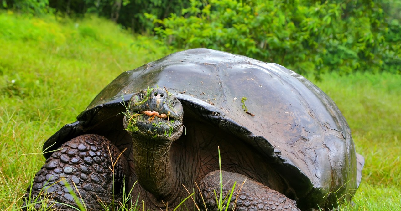 Żółwie, Galapagos, mają, poważny, problem, Naukowcy, odkryli, diecie, wiele, śmieci, pozostawionych, przez, człowieka, Według, b Słynne żółwie mają problem. Chodzi o plastik