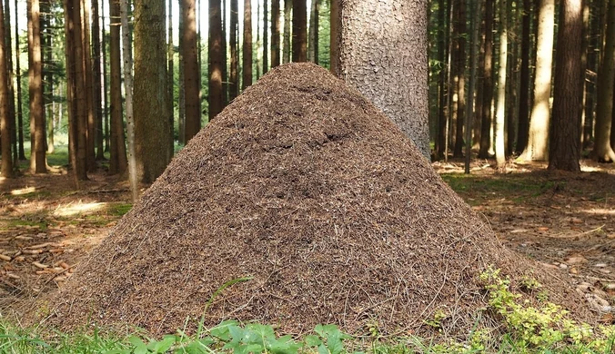 Polacy odkryli nowy gatunek grzyba. Pomaga przetrwać mrówkom