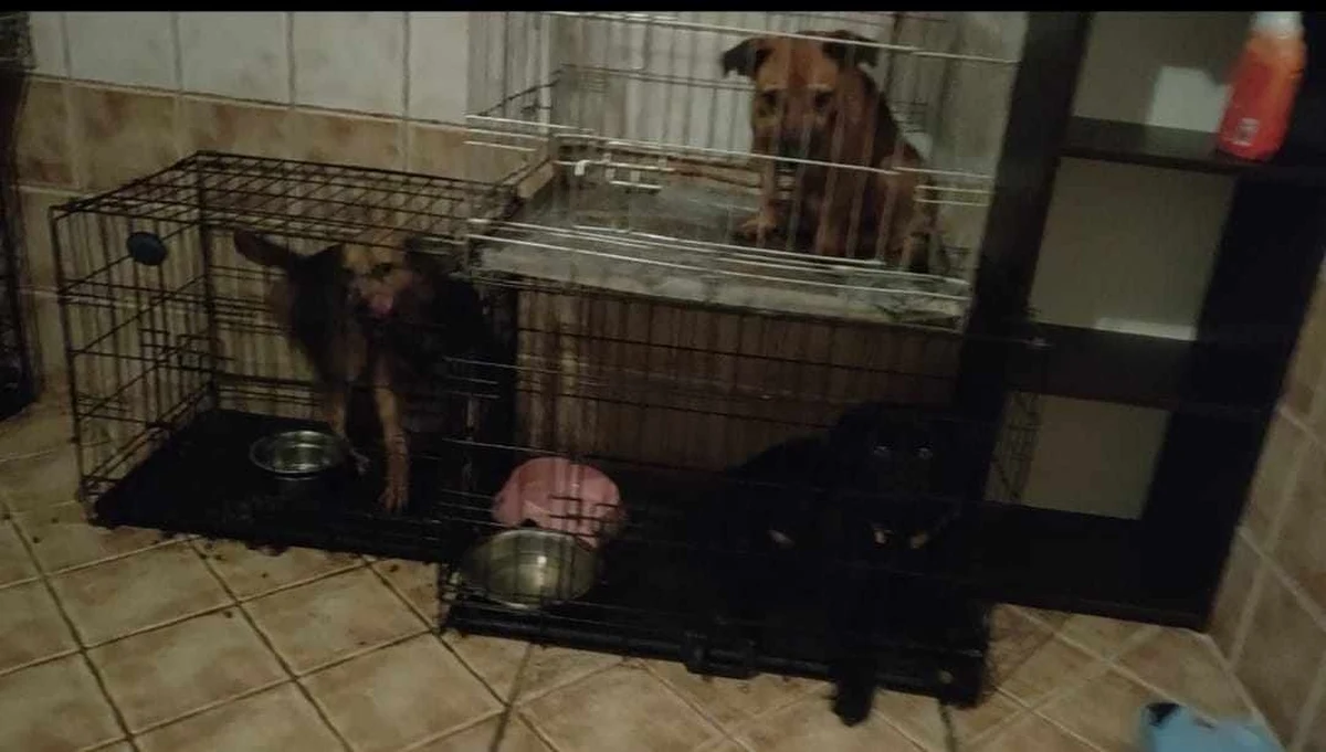 OTOZ Animals interweniuje w gminie Liniewo w Pomorskiem. Psy były trzymane w skandalicznych warunkach na terenie fundacji działającej w Garczynie.