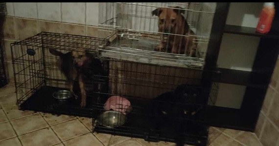 OTOZ Animals interweniuje w gminie Liniewo w Pomorskiem. Psy były trzymane w skandalicznych warunkach na terenie fundacji działającej w Garczynie.
