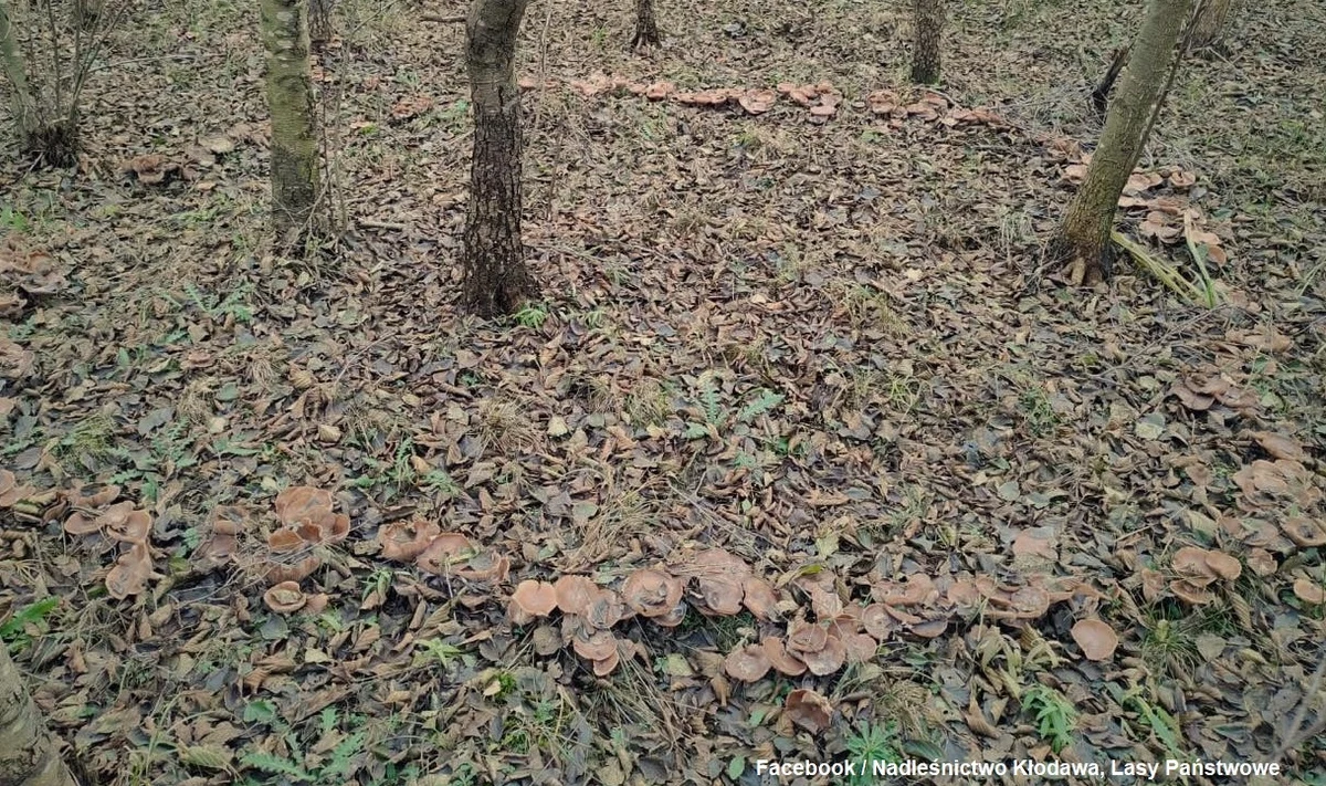"Czarcie kręgi, kręgi czarownic, czarcie koła" - to nazwy niezwykłego zjawiska, które zaobserwowali leśnicy z Kłodawy koło Gorzowa Wielkopolskiego (woj. lubuskie). Co ciekawe, można je zobaczyć nie tylko w lasach, ale również na przydomowych trawnikach.
