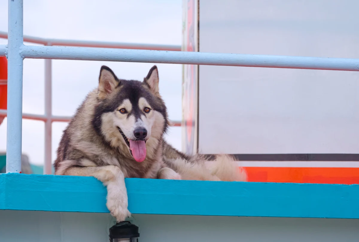Szczecińscy policjanci odnaleźli psa ukradzionego sprzed punktu ksero. Psa rasy husky o imieniu Art wypatrzyli na ulicy. Skradzionym, a następnie porzuconym zwierzęciem zaopiekowały się dwie dziewczynki.