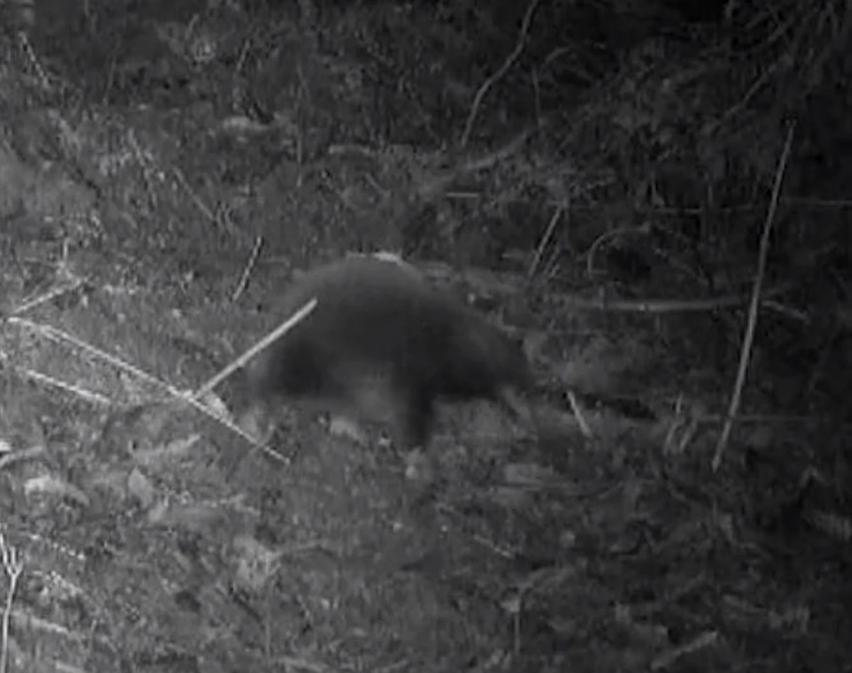 Uznany za wymarły gatunek ssak znoszący jaja - kolczatka długodzioba - nie przeszedł jeszcze do historii. Dowodzą tego krótkie filmy, które naukowcom z Uniwersytetu w Oxfordzie udało się nagrać na jednej z indonezyjskich wysp.