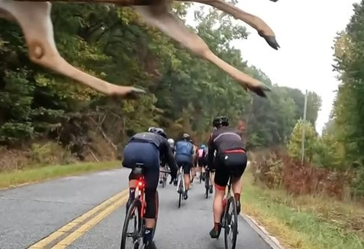 Rzadko spotykanego nagrania udało się dokonać jednemu z rowerzystów pokonujących górską trasę w Karolinie Południowej (USA). W środku peletonu niczym kometa mignęła czteronożna sylwetka - dopiero na zwolnionym obrazie można dostrzec, że na głowami cyklistów przeleciał jeleń.