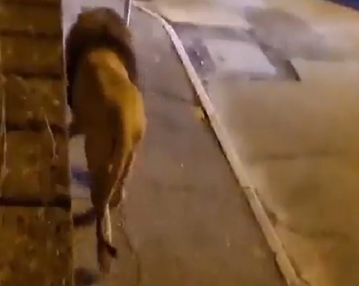 Niecodzienne sceny rozegrały się w sobotni wieczór w miasteczku Ladispoli koło Rzymu. Po ulicach biegał lew, który uciekł z cyrku. Zwierzę udało się schwytać.