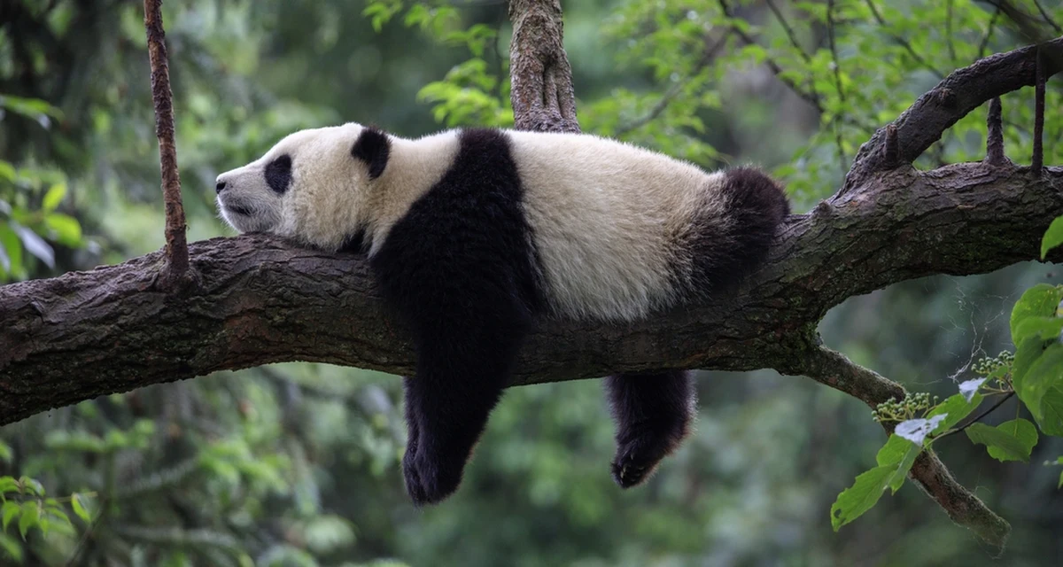 W miniony czwartek trzy chińskie pandy wróciły do ojczystego kraju z pobytu w zoo w Waszyngtonie, co ma być pokłosiem napiętych relacji między Chinami a Zachodem. "Ludzie na Zachodzie są coraz bardziej świadomi tego, że poza obrazkiem 'pluszowego misia' kryje się brutalna polityka i próba wpływania na opinię publiczną" - mówił na antenie internetowego Radia RMF24 dr Michał Bogusz, ekspert Ośrodka Studiów Wschodnich ds. Chin.