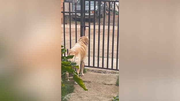 Ośmioletni pies o imieniu Terry dał się poznać jako mądre zwierzę. Terry potrafi otworzyć sobie bramkę, która blokuje mu wyjście na ulicę. Zachowanie podopiecznego podpatrzyła Chilijka, Maria Alejandra Ortiz, a nagraniem podzieliła się z Internautami. 
