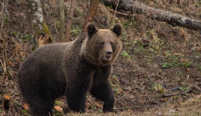 Atak niedźwiedzia w Bieszczadach. Nadleśnictwo: Aktywiści sprowokowali