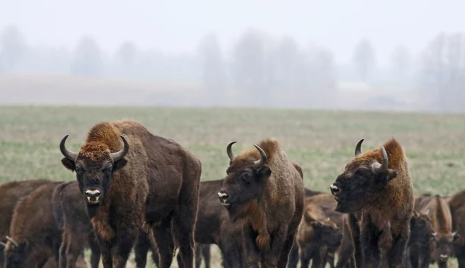 Białoruski głos przeciwko żubrom. Kuriozalne tłumaczenie