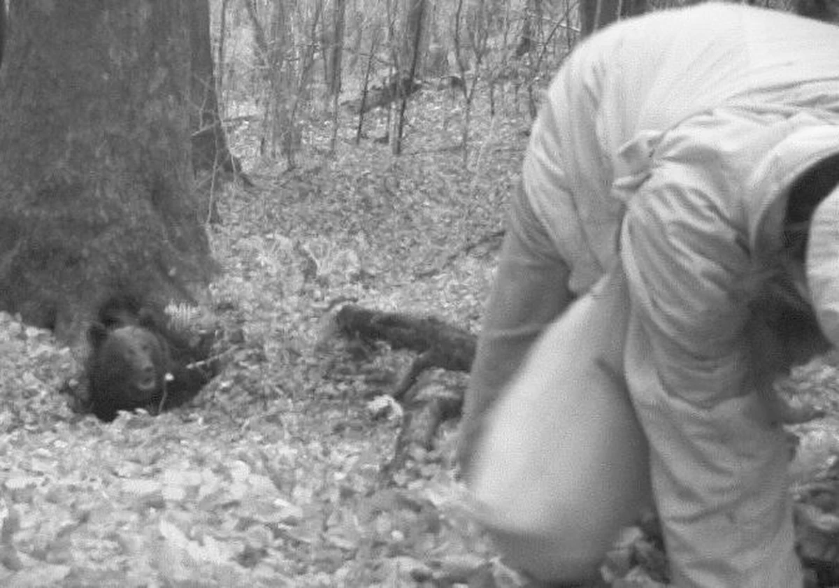 Na zdjęciach z fotopułapki widać, jak wyglądał atak niedźwiedzia w Hulskiem (Nadleśnictwo Lutowiska), w wyniku którego ranny został aktywista ekologiczny. Leśnicy zwracają uwagę, że mężczyzna znalazł się zbyt blisko niedźwiedziej gawry, chcąc udowodnić, że siedlisko potężnego zwierzęcia zostało zniszczone podczas wycinki drzew.
