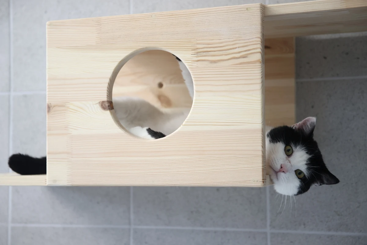 W schronisku dla bezdomnych zwierząt przy ul. Rybnej w Krakowie oficjalnie otwarty został nowy pawilon dla kotów. Zwierzęta mają tu komfortowe warunki życia, mogą przechadzać się po kładkach, wylegiwać na półkach i w hamakach, ale jak mówią pracownicy i tak najbardziej potrzebują miłości człowieka.     