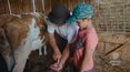 „Górale”: Jak sprawdzić, że krowa daje dobre mleko? 