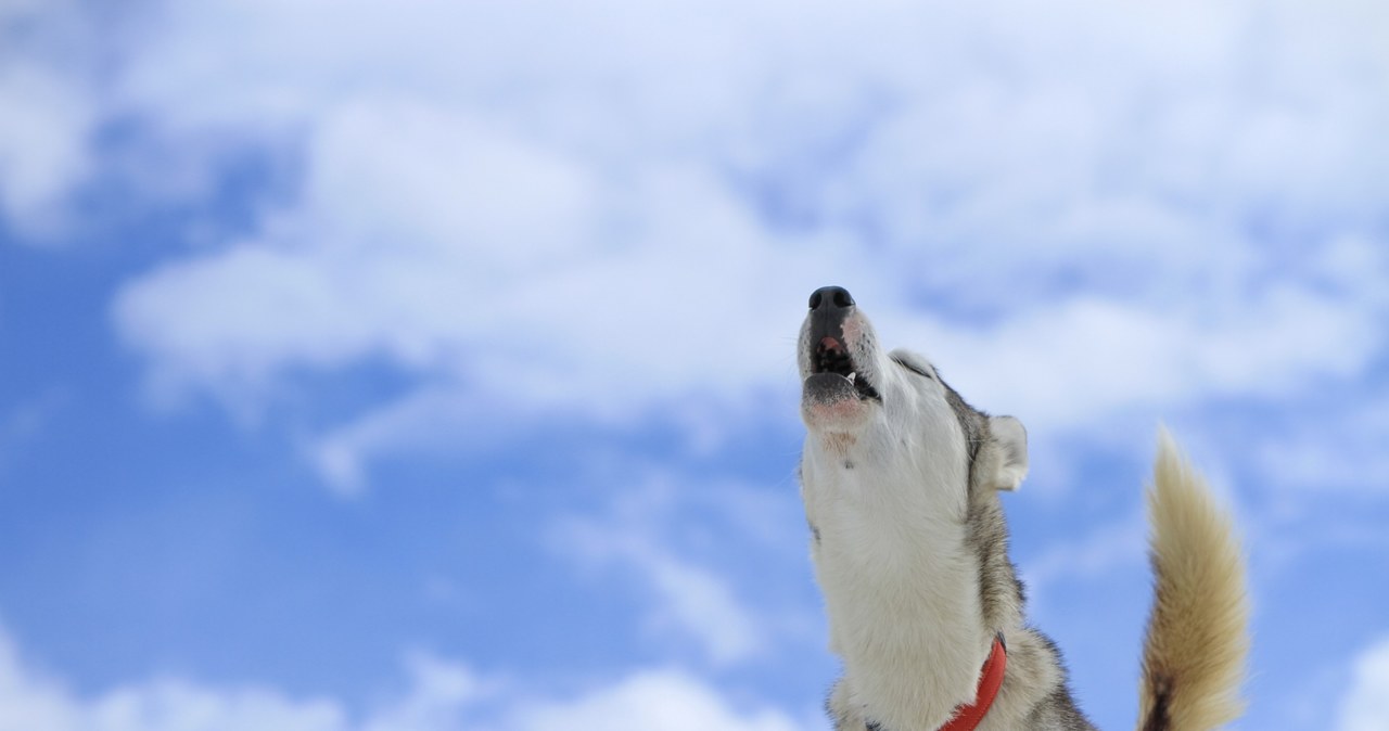 Why Does A Dog Howl