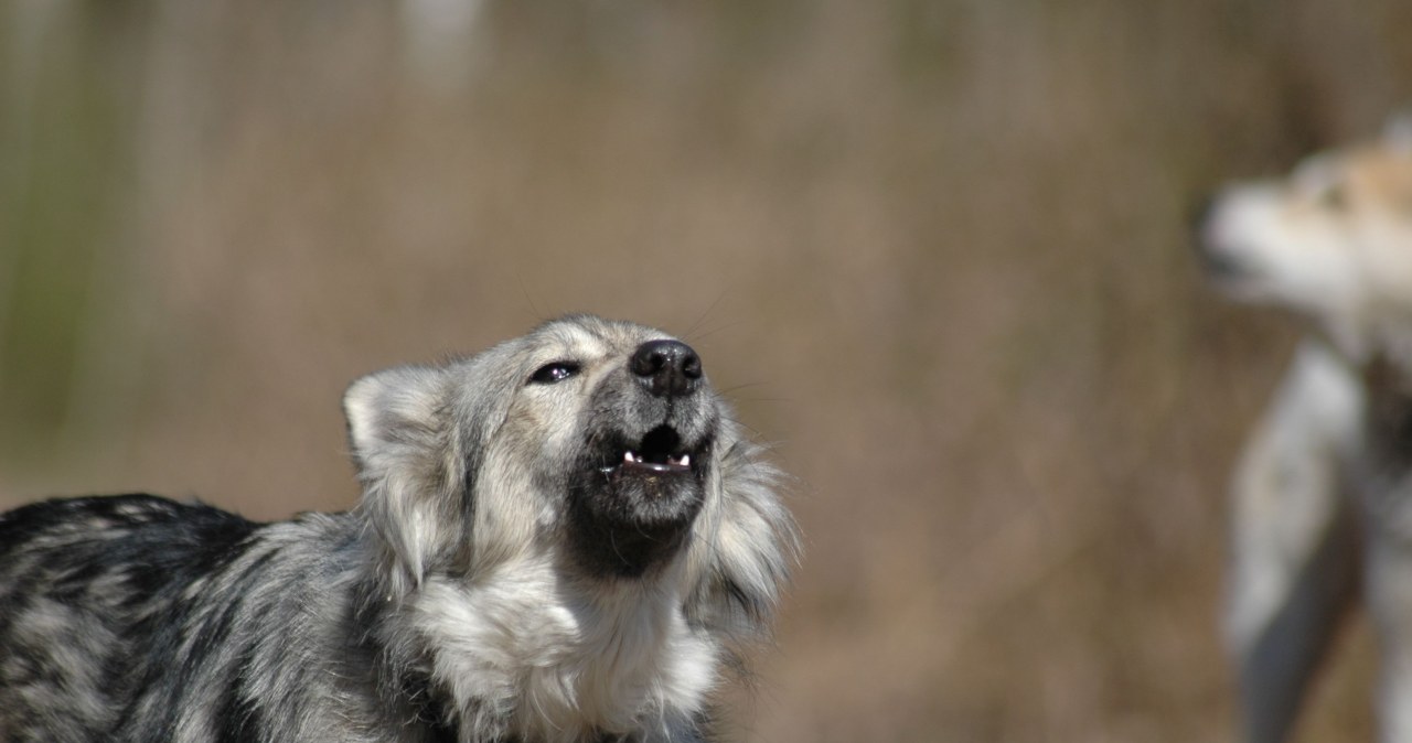 Samojedy zaczęły wyć. Naukowcy stanęli wtedy w osłupieniu Samojedy zaczęły wyć. Naukowcy stanęli wtedy w osłupieniu