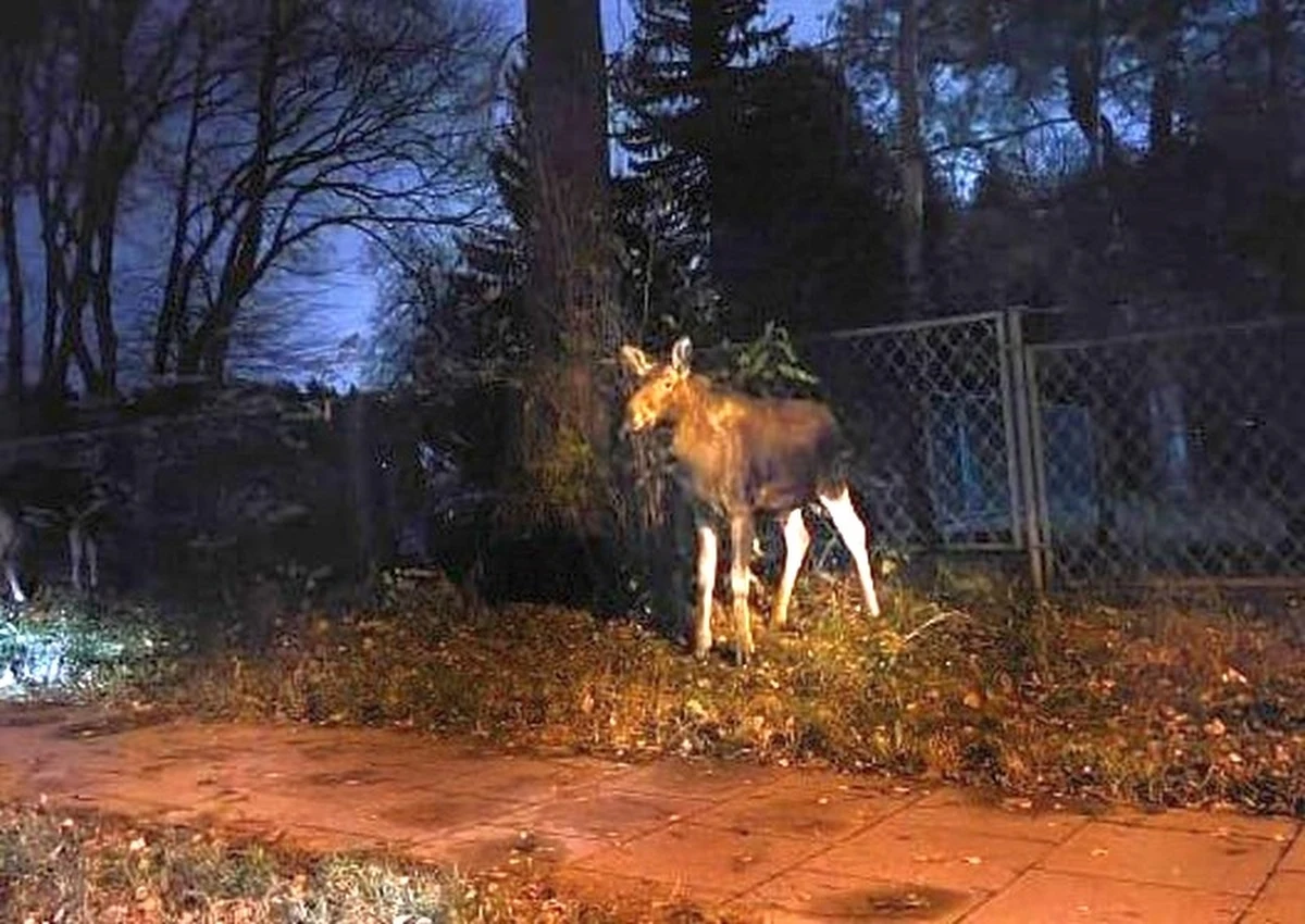 Kilka młodych łosi postanowiło wybrać się na spacer po Białołęce. Spowodowały przy tym korek. Wróciły do lasu pod eskortą strażników miejskich.