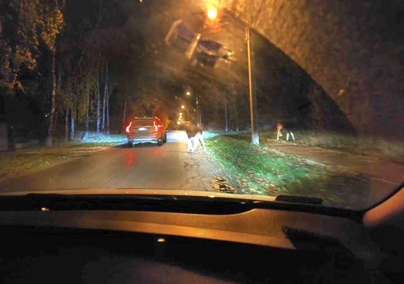 /Straż Miejska Warszawy /