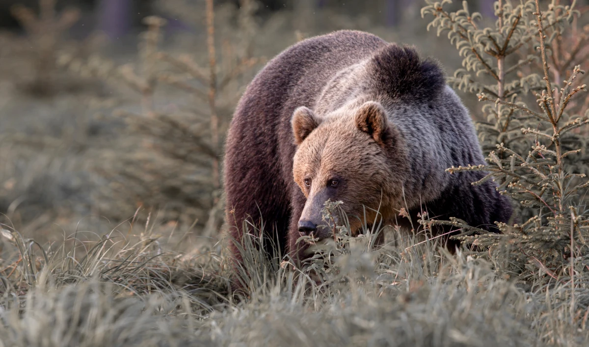 Niedźwiedź nie atakuje człowieka, on broni swojego terytorium, kiedy go zaskoczymy. Dlatego, będąc głęboko w lesie, na terenach, gdzie żyją niedźwiedzie, nie zachowujmy się absolutnie cicho, nie skradajmy się jak Indianie, tylko, np. idąc szlakiem, rozmawiajmy czy pogwizdujmy sobie - powiedział rzecznik prasowy Regionalnej Dyrekcji Lasów Państwowych w Krośnie Edward Marszałek.