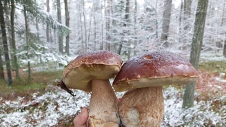 Śnieg i przymrozki niestraszne grzybiarzom. Pokazali zdjęcie z lasu