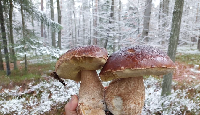 Śnieg i przymrozki niestraszne grzybiarzom. Pokazali zdjęcie z lasu