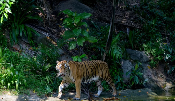 W Malezji grasuje tygrys, który sieje postrach. Liczba ofiar rośnie