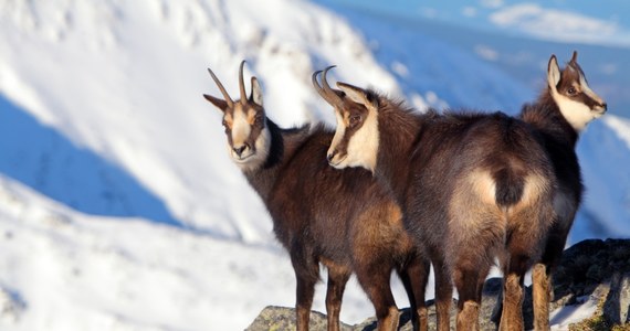 926 kozic naliczono w całych Tatrach podczas jesiennego liczenia tych zagrożonych wyginięciem zwierząt. To o blisko jedną czwartą mniej, niż przed rokiem.

