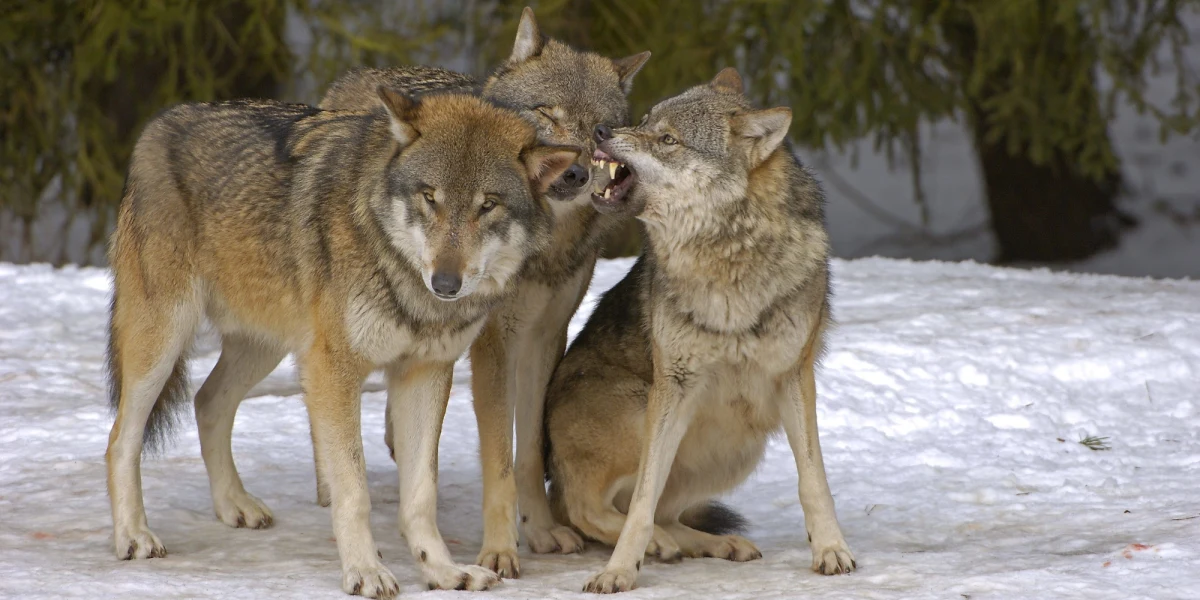 Policjanci z Krosna wyjaśniają sprawę zabicia wilka w okolicach wsi Olchowiec. W związku z tą sprawą zatrzymana została jedna osoba.
