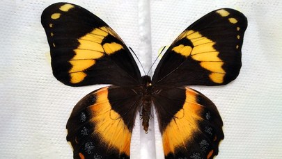 Bardzo rzadkie motyle znalezione w przesyłce z Kazachstanu