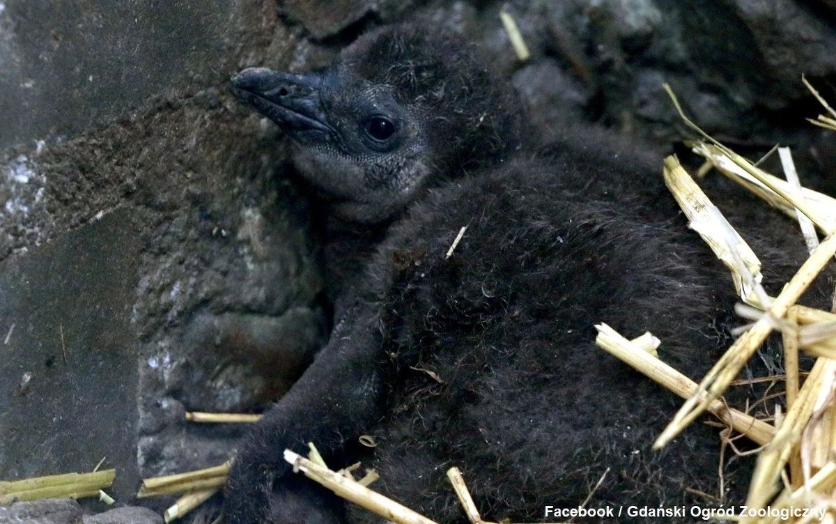 Piętnaście pingwinów przylądkowych przyszło na świat w Gdańskim Ogrodzie Zoologicznym. "Rodzice na zmianę wysiadują i opiekują się potomstwem. Po ok. 40 dniach wykluwają się pisklęta, które przebywają w gnieździe przez pierwsze 2 miesiące życia" - informuje gdańskie zoo.