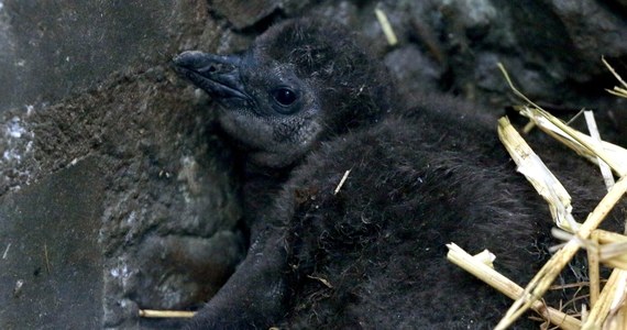 Piętnaście pingwinów przylądkowych przyszło na świat w Gdańskim Ogrodzie Zoologicznym. "Rodzice na zmianę wysiadują i opiekują się potomstwem. Po ok. 40 dniach wykluwają się pisklęta, które przebywają w gnieździe przez pierwsze 2 miesiące życia" - informuje gdańskie zoo.