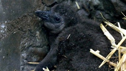 W gdańskim zoo urodziło się 15 pingwinów przylądkowych