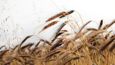Raport NIK ws. importu ukraińskich zbóż: Spóźnione działania resortu rolnictwa