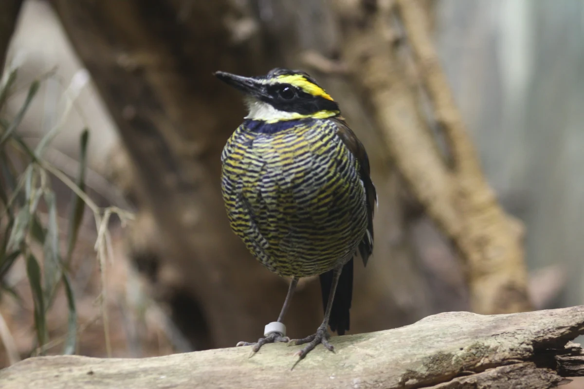Para kurtaczków prążkobrzuchych zamieszkała w ptaszarni warszawskiego zoo. Są jedynymi przedstawicielami tego gatunku w krajowych ogrodach zoologicznych.