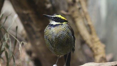 Jedyne takie ptaki w Polsce. Nowi mieszkańcy stołecznego zoo 