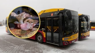 Spór o grzyby w łódzkim autobusie. Zareagował rzecznik MPK