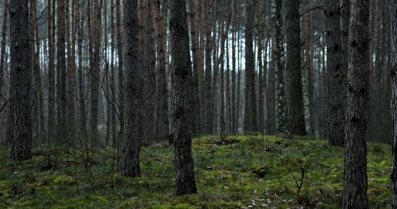 Czy piękny las przetnie kolejna droga? Radni Katowic przyjęli dziś miejscowy plan zagospodarowania przestrzennego, który umożliwia budowę drogi przez las w dzielnicy Panewniki. Miasto podkreśla, że przyjęcie planu nie przesądza realizacji tej inwestycji, ale mieszkańcy protestują. W ostatnich dniach zbierali podpisy pod petycją "Nie dla drogi przez las panewnicki". 