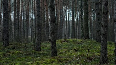 Droga przetnie las? Zielone światło od radnych Katowic