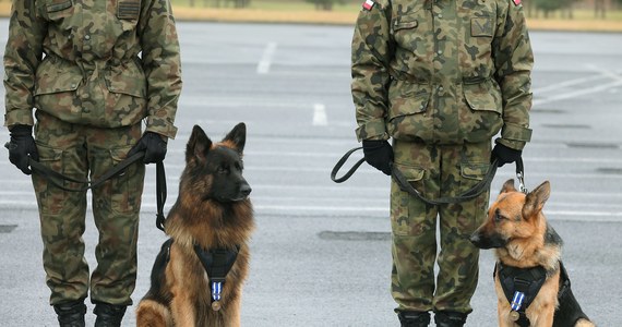 Żołnierze w uznaniu roli psów w operacjach bojowych wystąpili z propozycją nadawania im stopni wojskowych. Zamierzamy pozytywnie odpowiedzieć i wprowadzić stosowne regulacje. Planowana jest skala od szeregowego psa do sierżanta psa - poinformował Sztab Generalny WP.