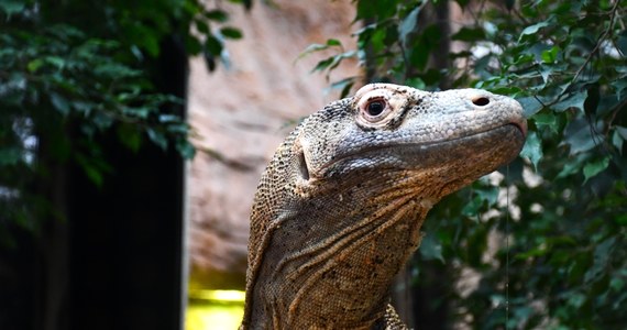 Rakastan - tak nazywa się nowy mieszkaniec poznańskiego ogrodu zoologicznego i jest waranem z Komodo. Ma 12 lat i do stolicy Wielkopolski przyjechał z Pragi. Zwierze zostanie zaprezentowane w niedzielę, 26 listopada w Starym ZOO.