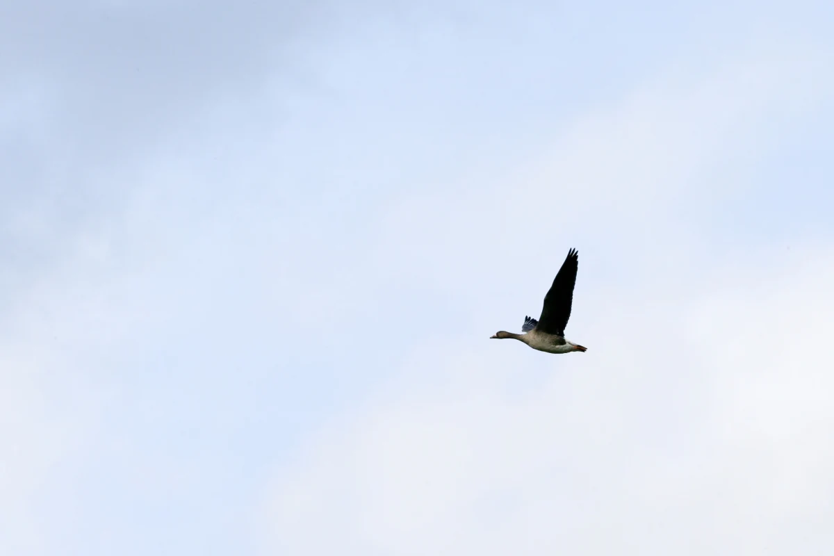 Specjalny znak ostrzegający przed gęsiami wchodzącymi na drogę  pojawił się w mieście Ramsbottom w Wielkiej Brytanii. Gęsi w tym mieście coraz częściej wkraczają na ulicę i jak zaznaczają lokalni aktywiści: dochodzi do kolizji podczas których ptaki tracą życie pod kołami samochodów. 