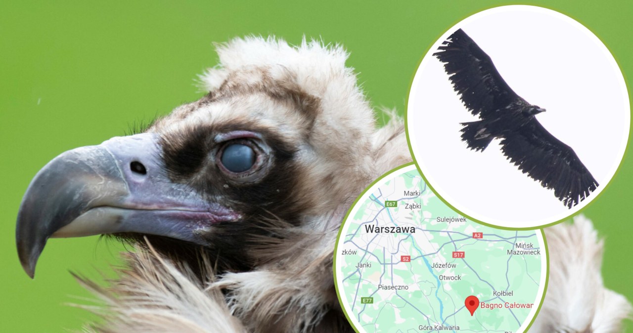 Europe’s largest carnivorous bird has returned to Poland.  He was flying near Warsaw